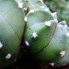 Echinopsis _subdenudata _03